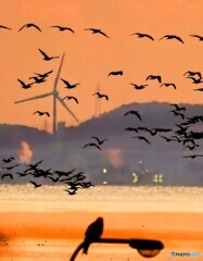 川鵜さん飛ぶ12月の朝