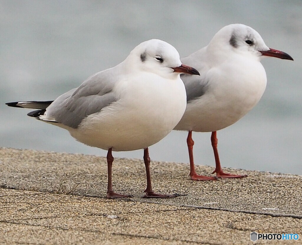 ユリカモメさん