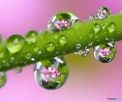 雨上がりのカタバミ