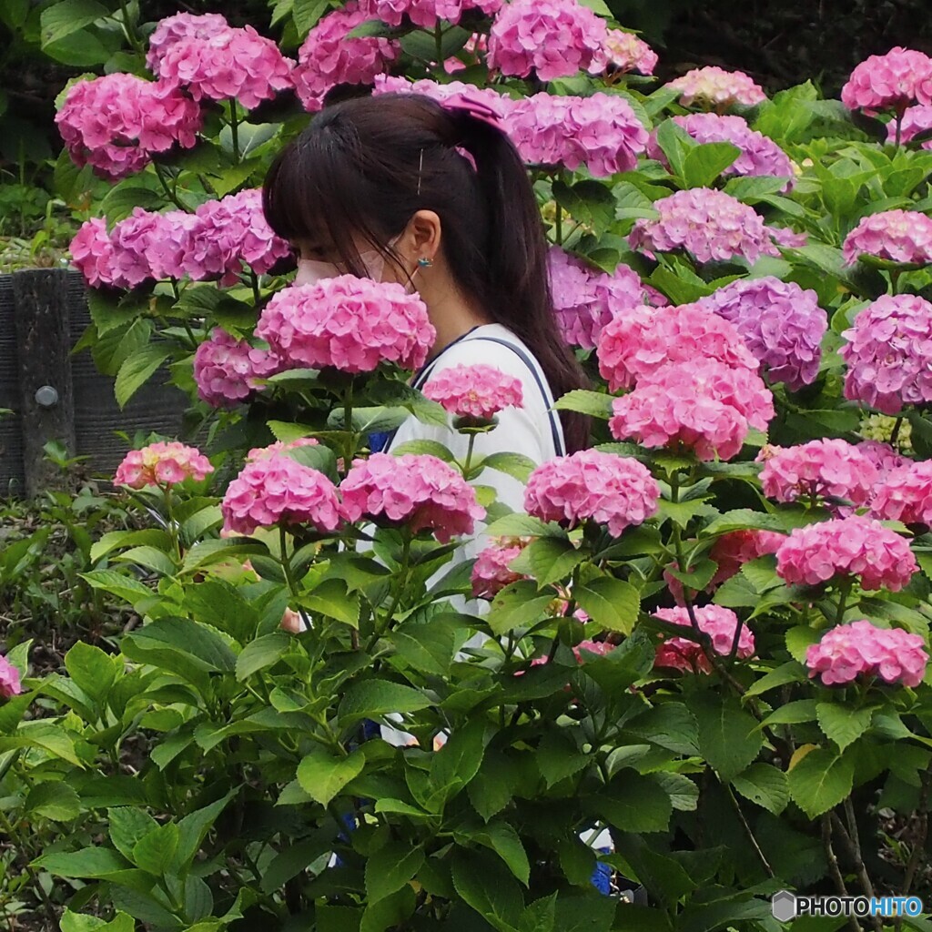紫陽花 ①