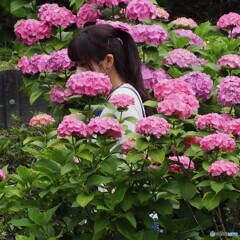 紫陽花 ①