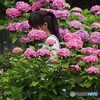 紫陽花 ①
