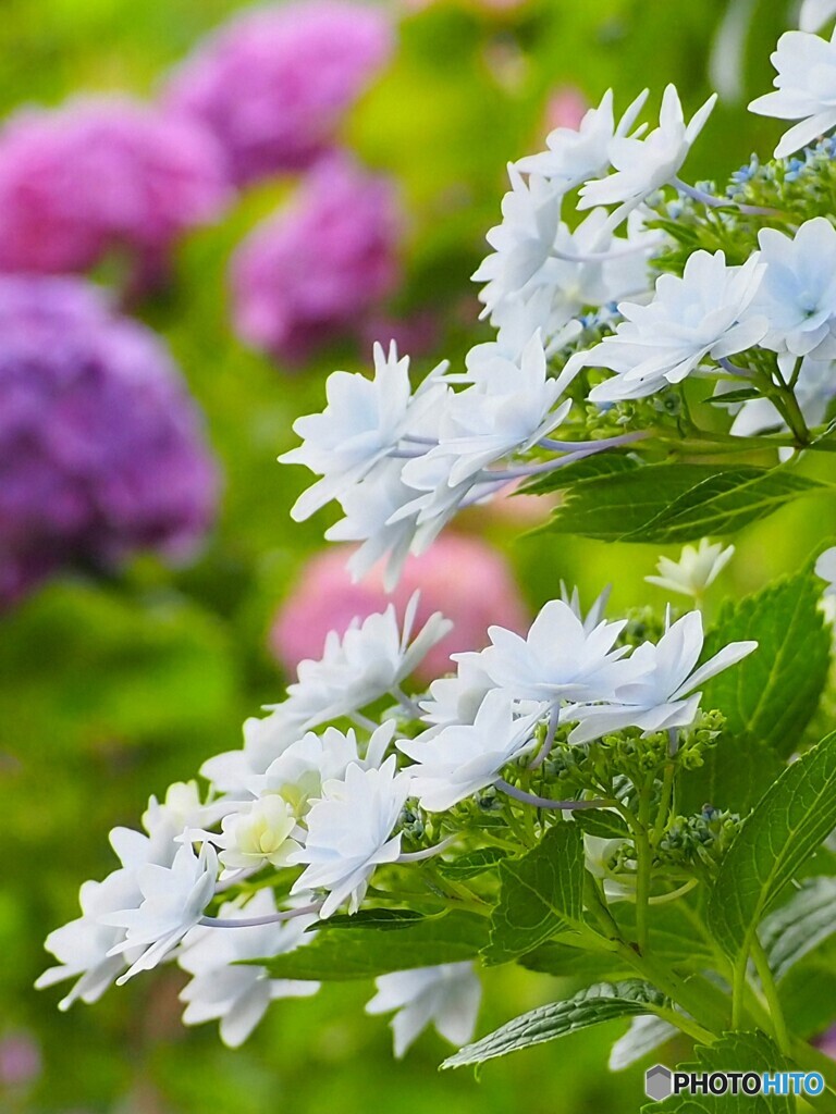 紫陽花