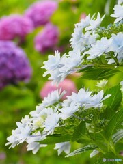 紫陽花