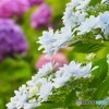 紫陽花