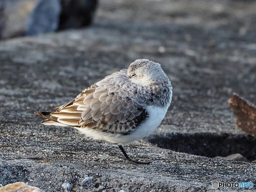 お休み､ミユビシギさん