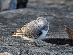 お休み､ミユビシギさん