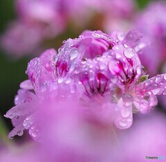 雨上がり