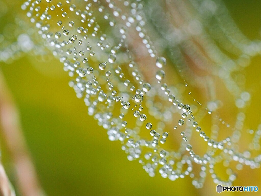 雨上がりのネックレス