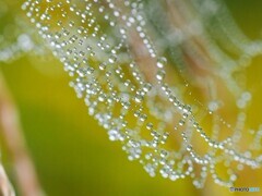 雨上がりのネックレス