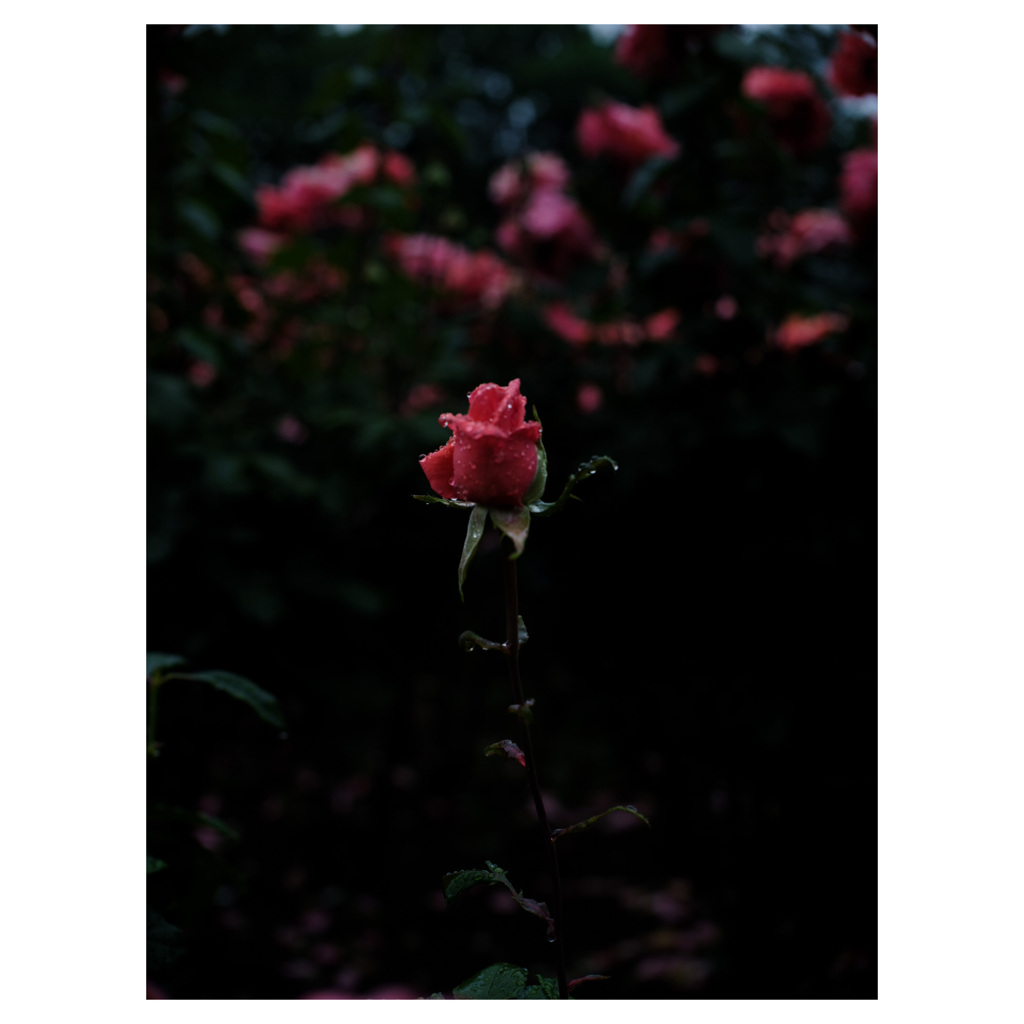 IMG_0744