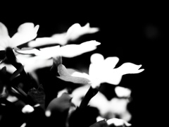 華2