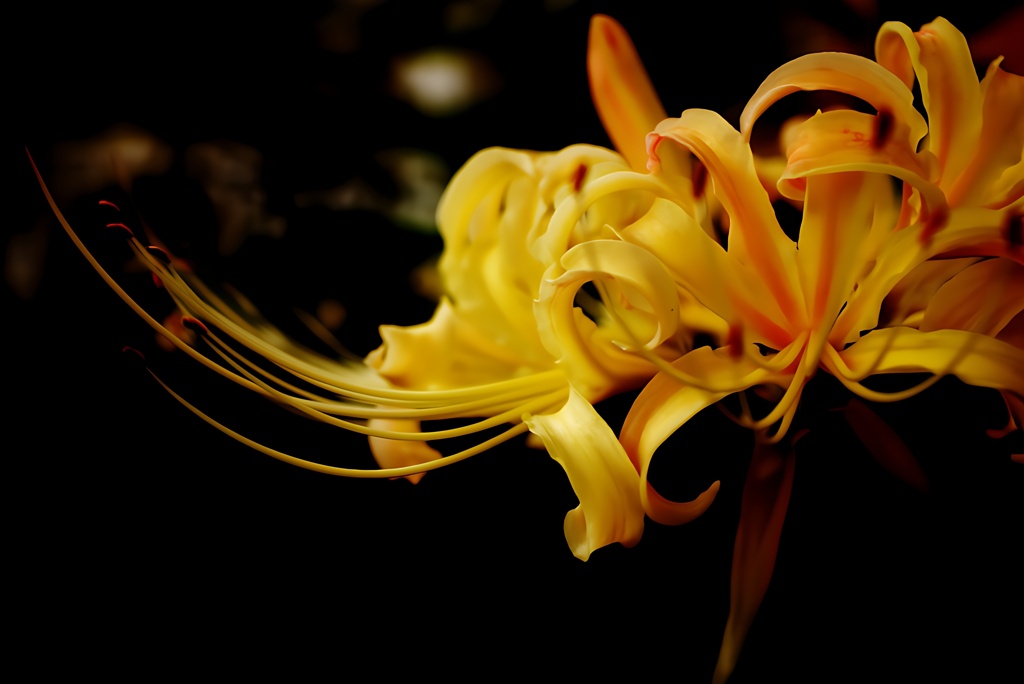 黄色曼珠沙華(リコリス)