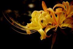 黄色曼珠沙華(リコリス)