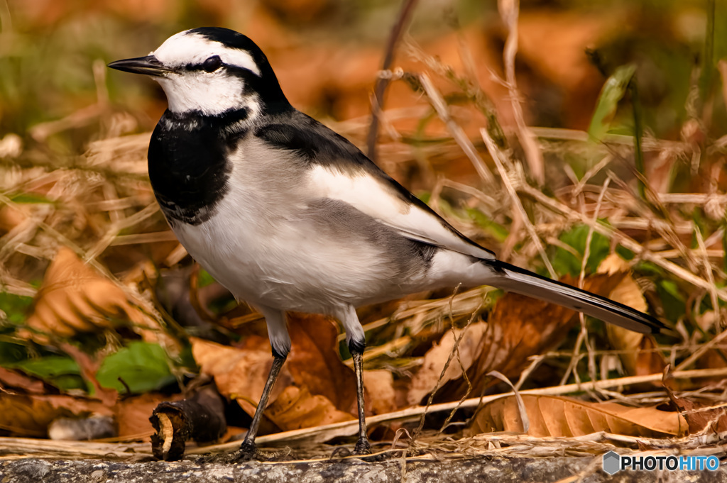 地に立つ風のように