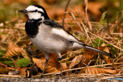 地に立つ風のように