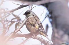 うたかたのとまり木