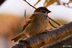 留まり木の思案
