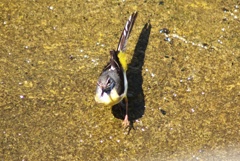 涼しさを求めて