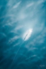 Fluctuation of the Quiet Blue