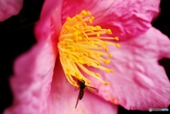 山茶花にハナアブ