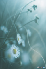 光脈、解けて(こうみゃく、ほどけて)