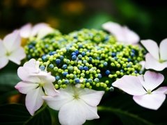 紫陽花