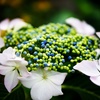 紫陽花