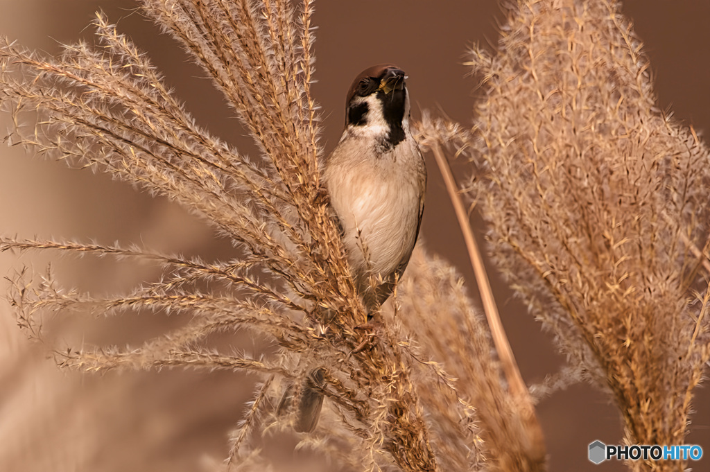 穂先、戸惑い揺れて