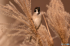穂先、戸惑い揺れて