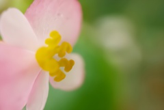 芽吹き(秋海棠)