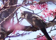 野鳥日誌：桜とヒヨドリ
