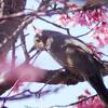野鳥日誌：桜とヒヨドリ