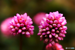 仄かな記憶と共に