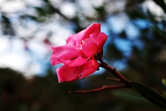 山に咲く花  夾竹桃