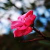 山に咲く花  夾竹桃