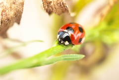 ピカピカのテントウ虫