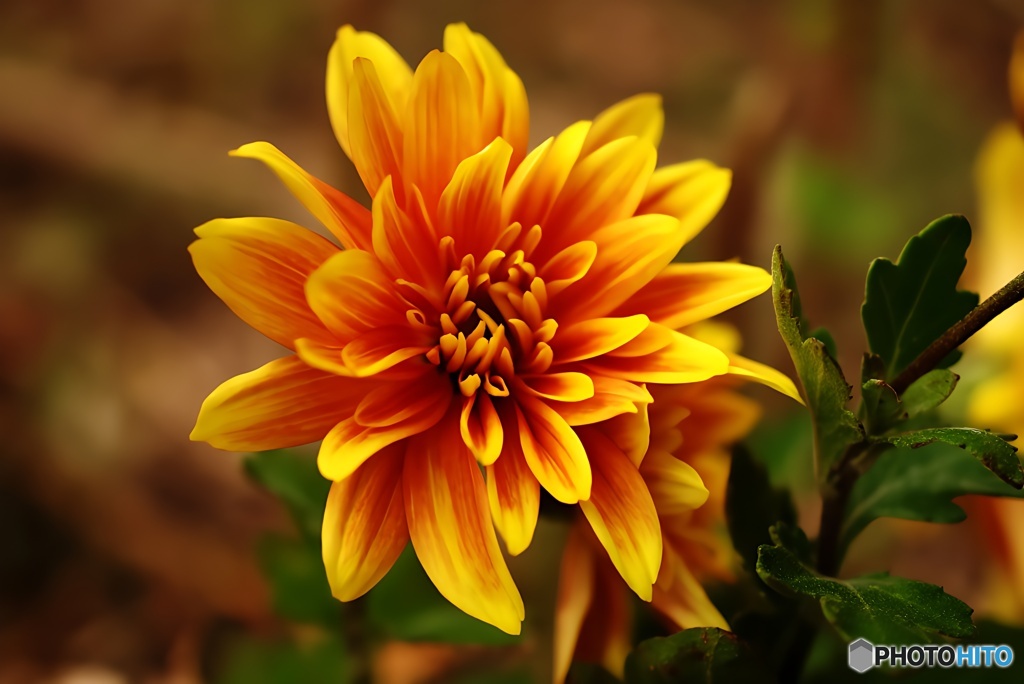 色鮮やかなキク 2