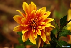 色鮮やかなキク 2