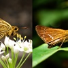 コチャバネセセリとイチモンジセセリ