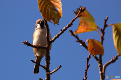 木枯らしを感じて