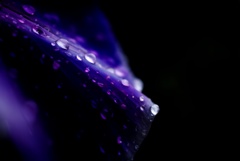 雨傘
