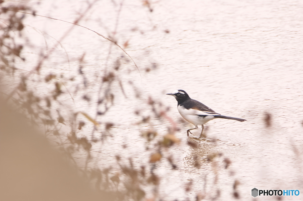 木枯らしとセグロセキレイと河と