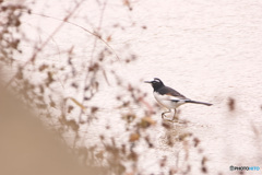 木枯らしとセグロセキレイと河と