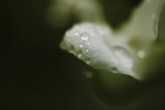 白波に伝う。