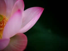 蓮2