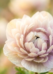 Chasing Forever Beyond the Colors