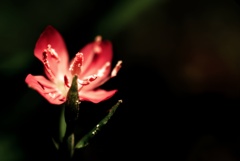 赤花夕化粧(アカバナユウゲショウ)