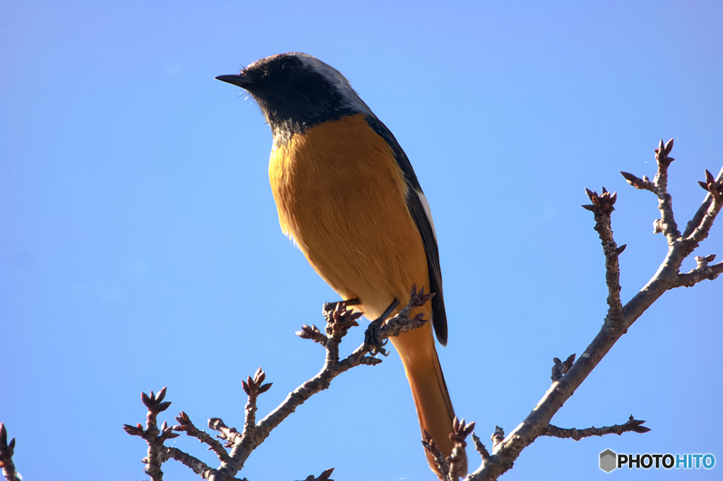 青空とジョウビタキ