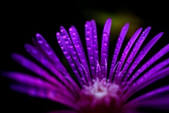 花も着飾る。 
